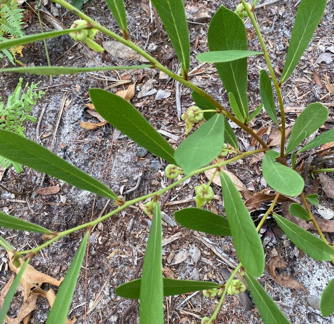 Pygmy Pawpaw (Asimina pygmaea)(Florida Native)