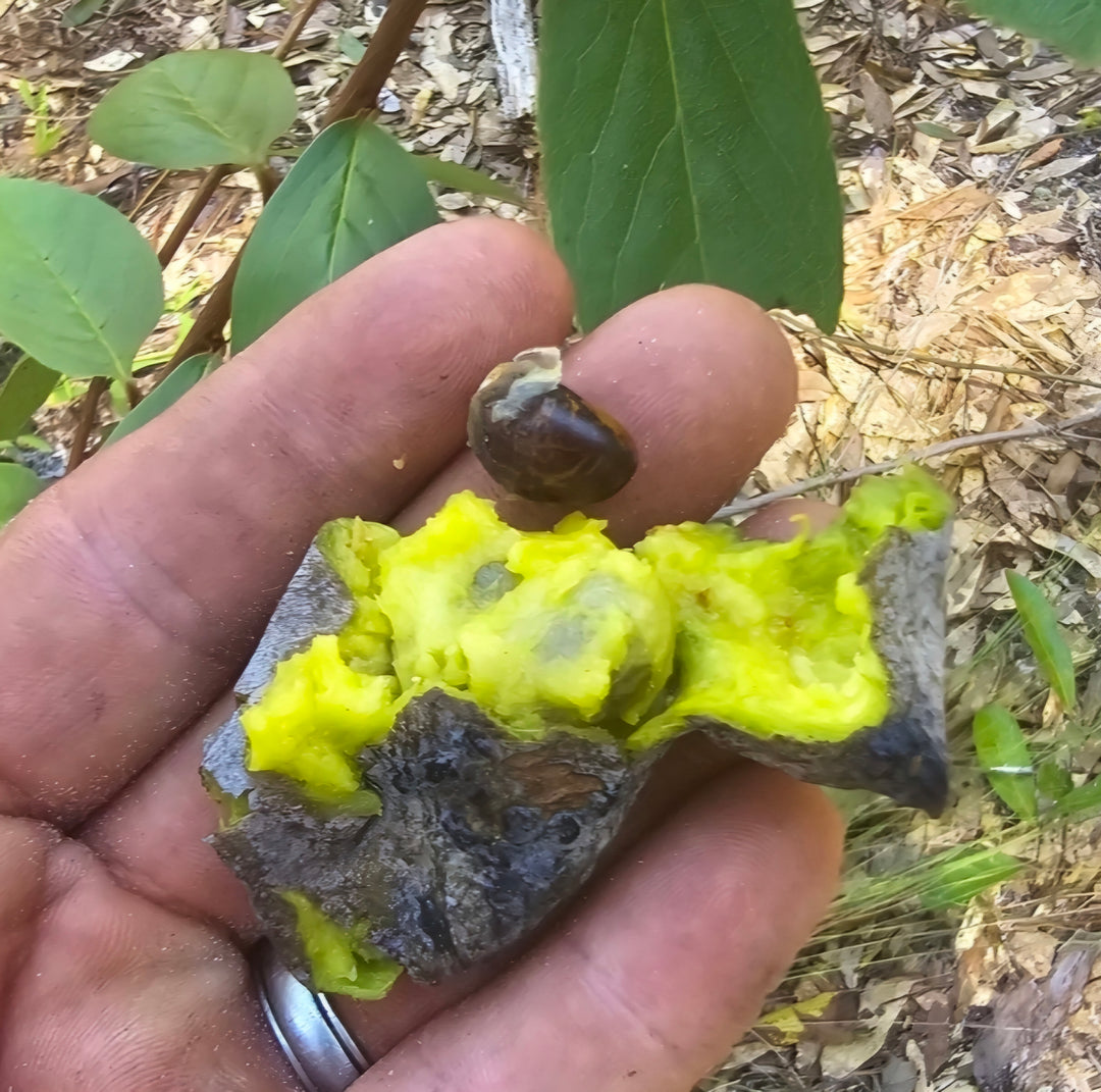 Pawpaw- Bigflower (Asimina obovata)(Florida Native)