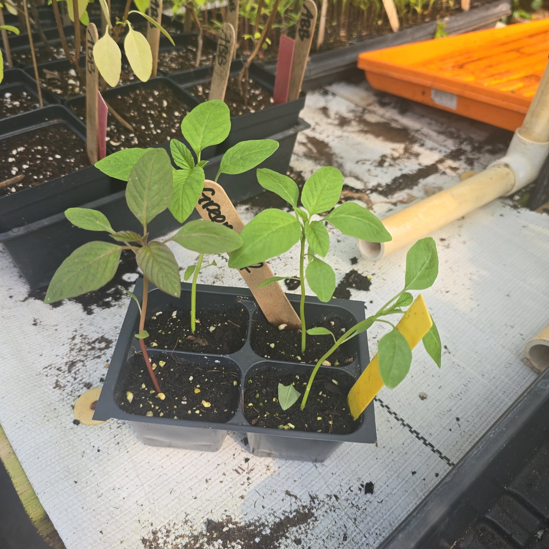 callaloo plant seeds Amaranth-Green Leaf (Callaloo) – Whitwam Organics