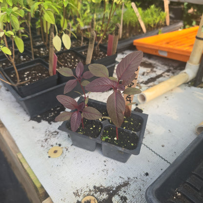 Amaranth - Red - Whitwam Organics