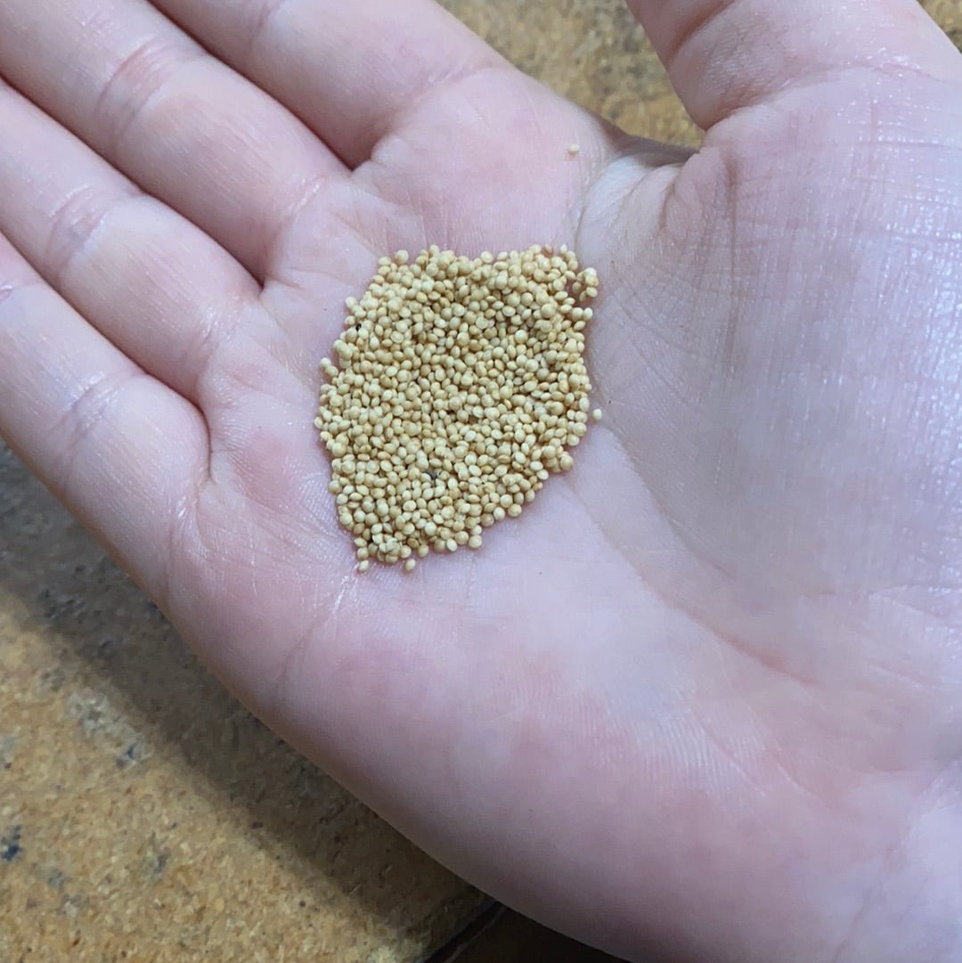 Amaranth - Red - Whitwam Organics