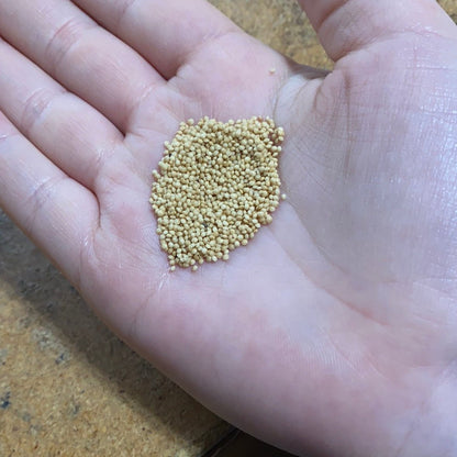 Amaranth - Red - Whitwam Organics