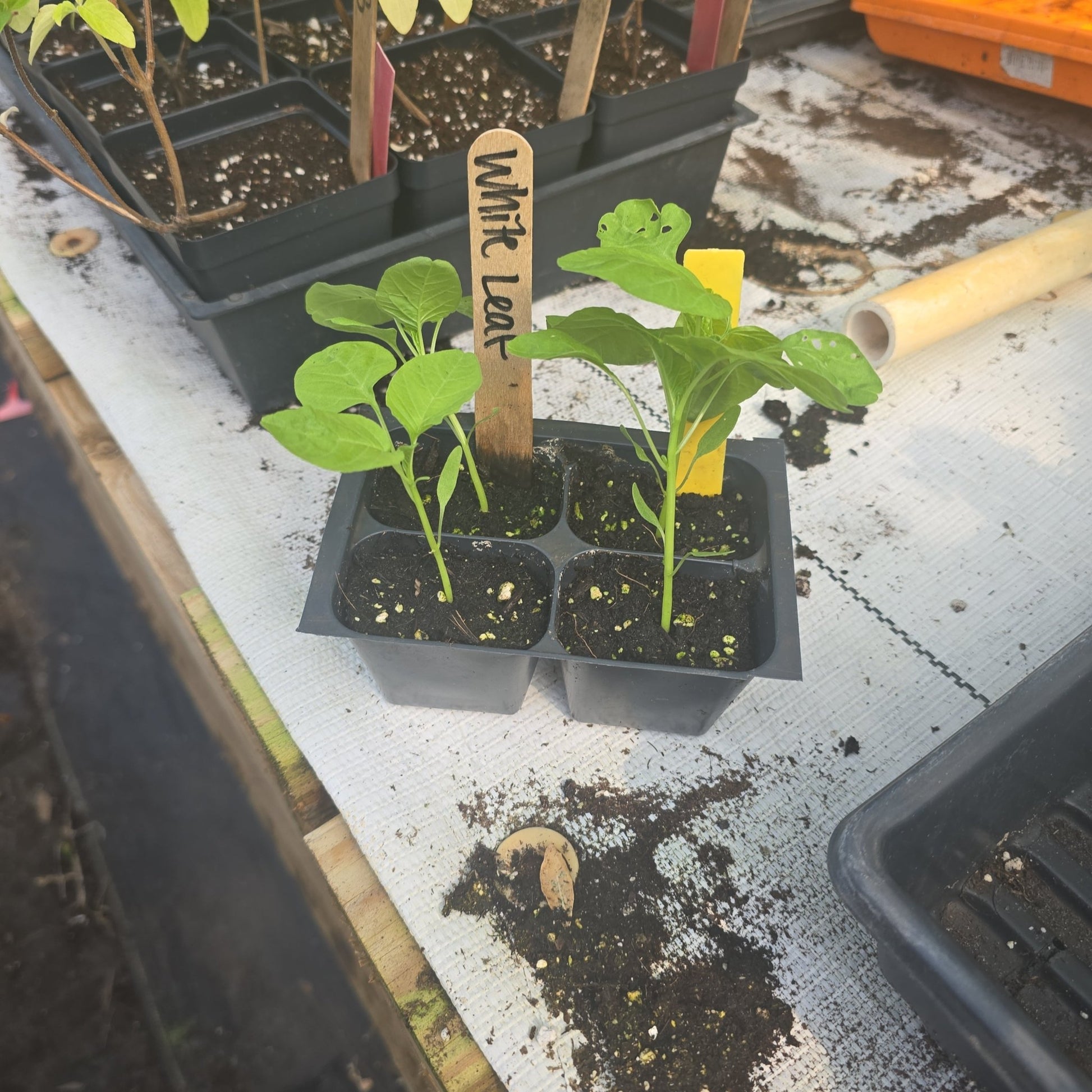 Amaranth - White Leaf - Whitwam Organics