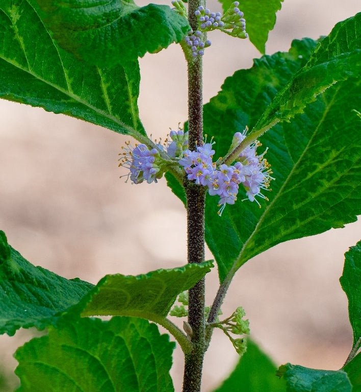 American Beautyberry (Callicarpa americana)(Florida Native) - Whitwam Organics