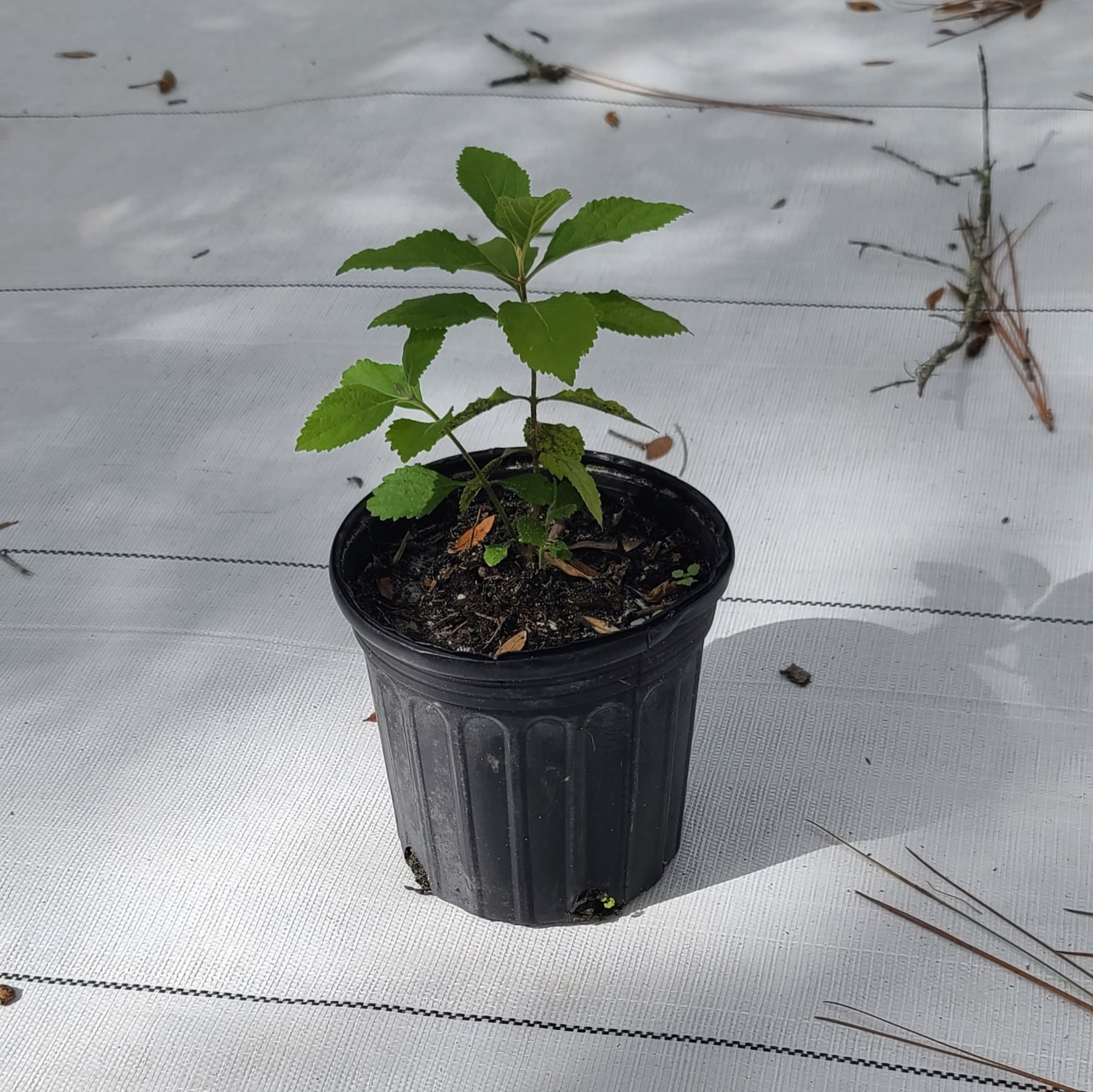 American Beautyberry (Callicarpa americana)(Florida Native) - Whitwam Organics