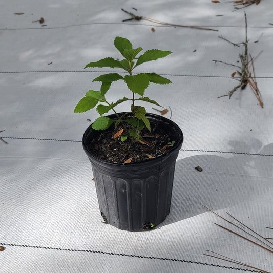 American Beautyberry (Callicarpa americana)(Florida Native) - Whitwam Organics