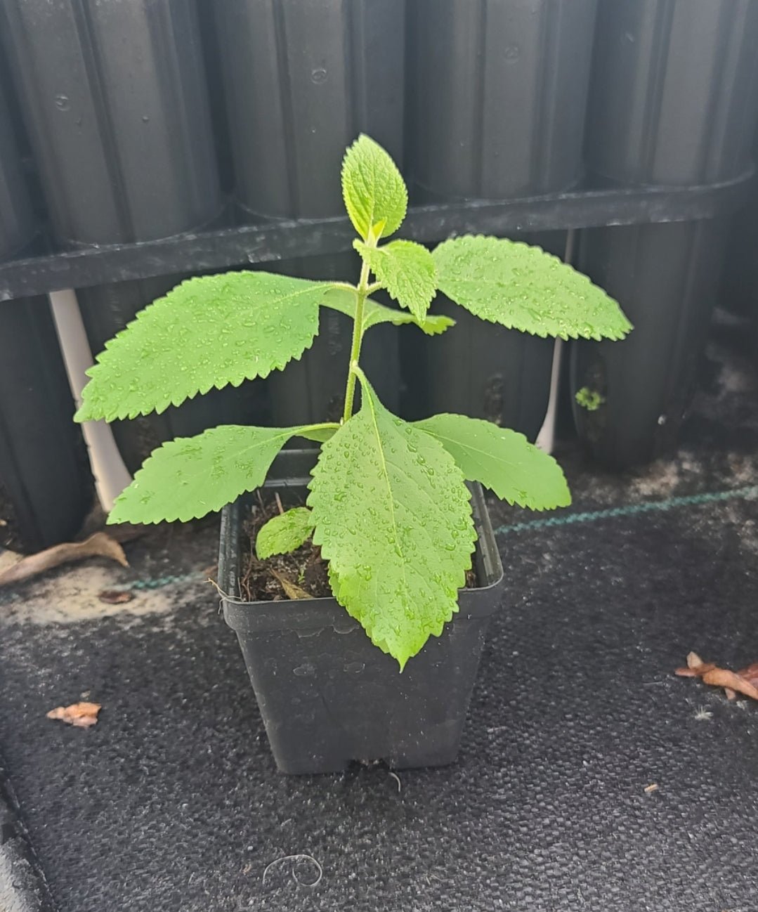 American Beautyberry (Callicarpa americana)(Florida Native) - Whitwam Organics