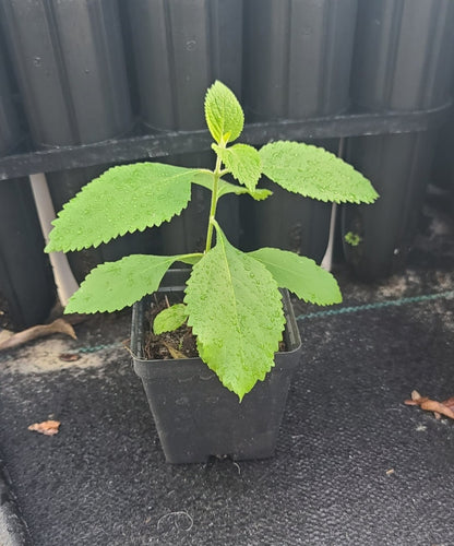 American Beautyberry (Callicarpa americana)(Florida Native) - Whitwam Organics