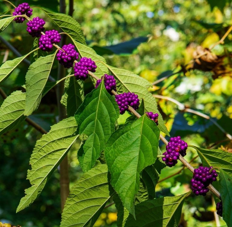 American Beautyberry (Callicarpa americana)(Florida Native) - Whitwam Organics