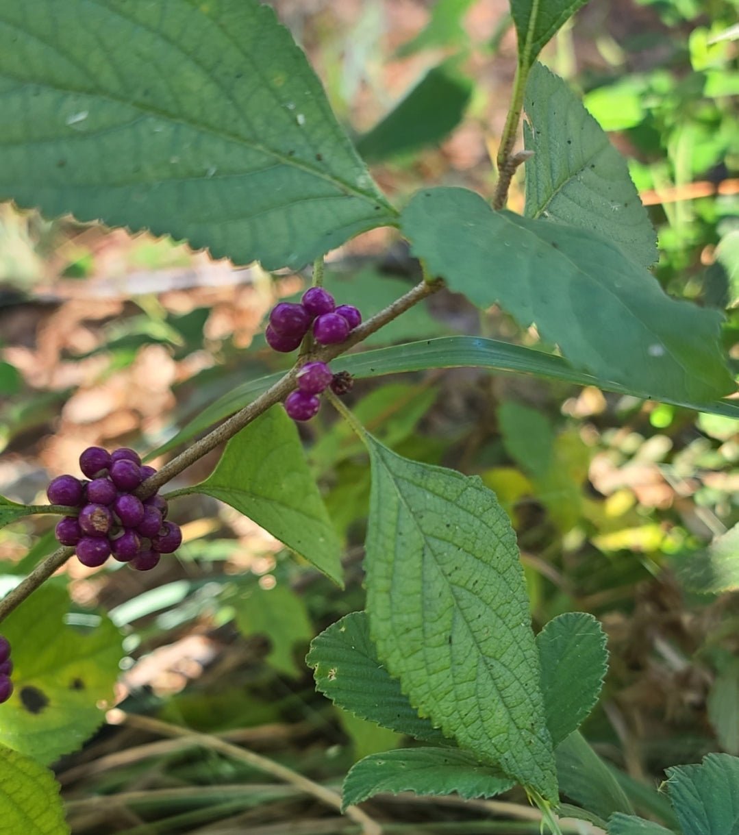 American Beautyberry (Callicarpa americana)(Florida Native) - Whitwam Organics