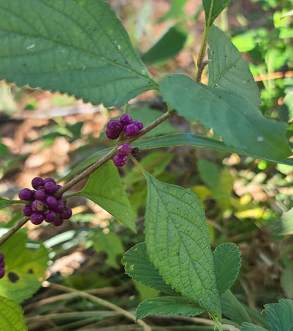 American Beautyberry (Callicarpa americana)(Florida Native) - Whitwam Organics