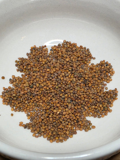 Arugula - Astro - Whitwam Organics