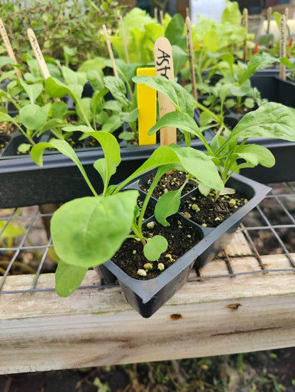 Arugula - Astro - Whitwam Organics