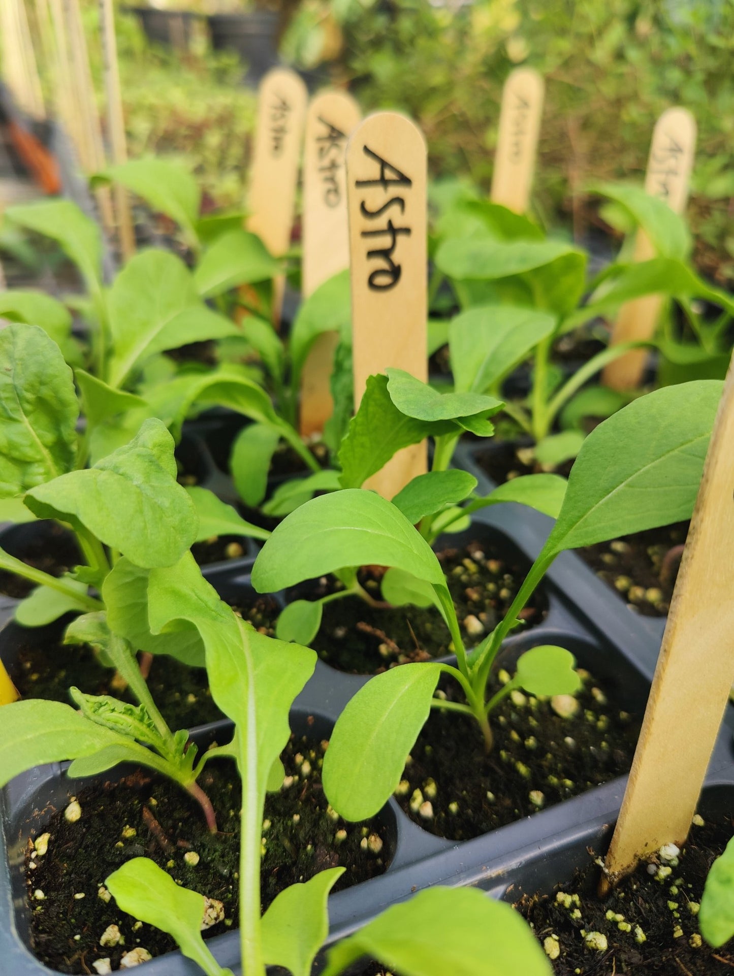 Arugula - Astro - Whitwam Organics