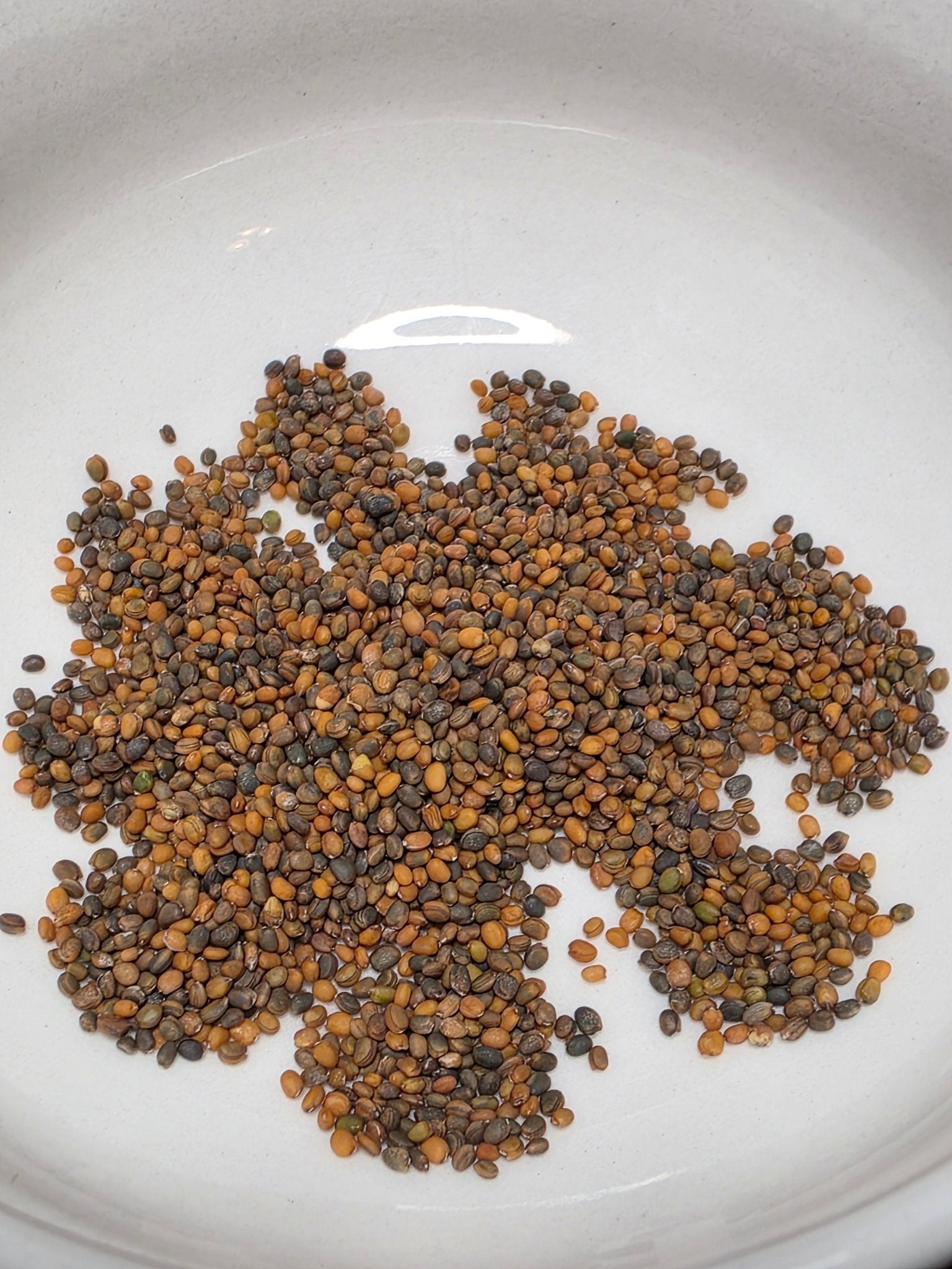rocket plant seeds Arugula-Rocket