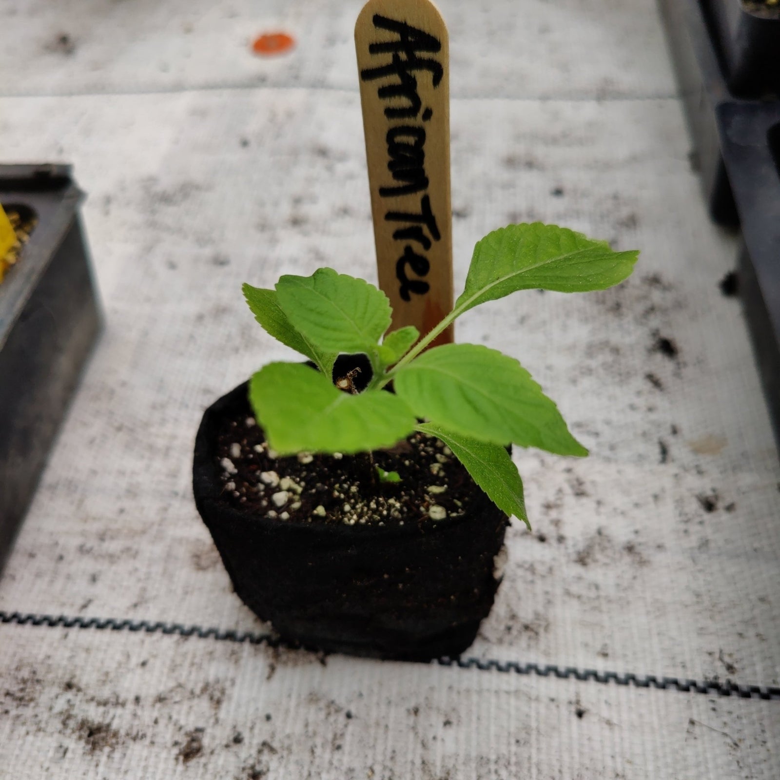 Basil - African Tree Basil - Whitwam Organics