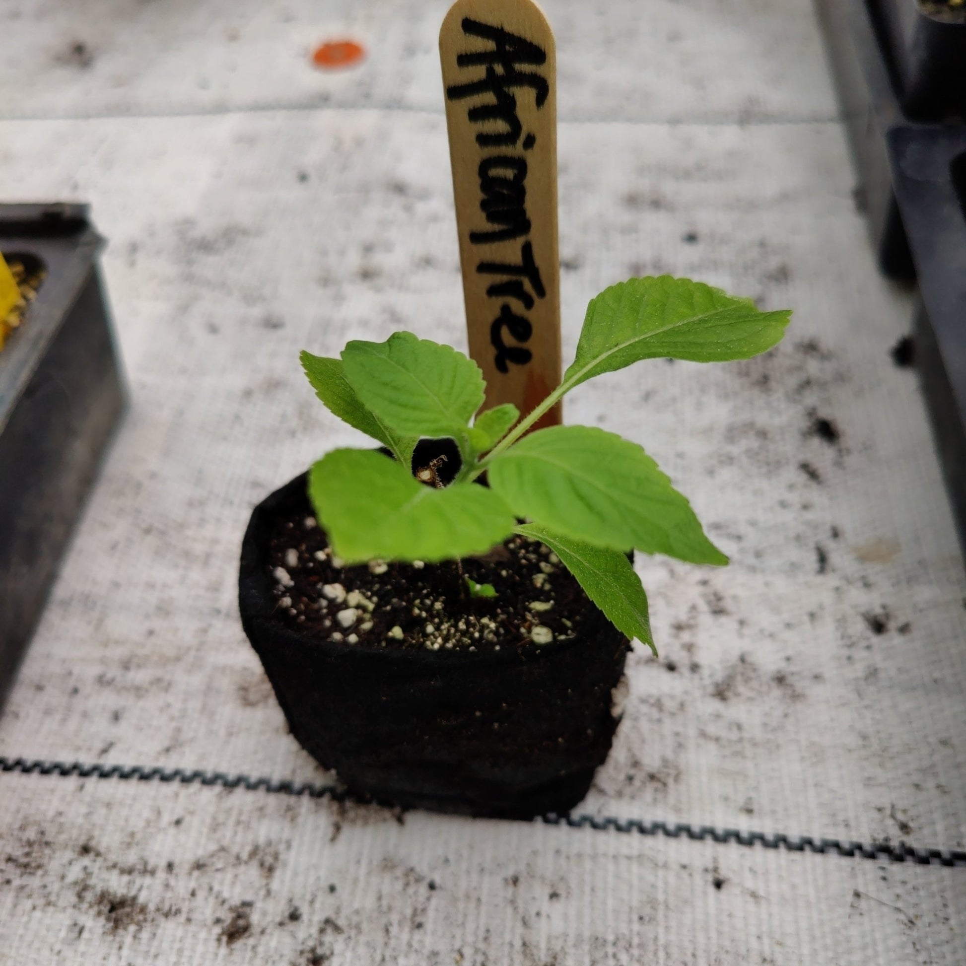 Basil - African Tree Basil - Whitwam Organics