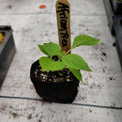 Basil - African Tree Basil - Whitwam Organics