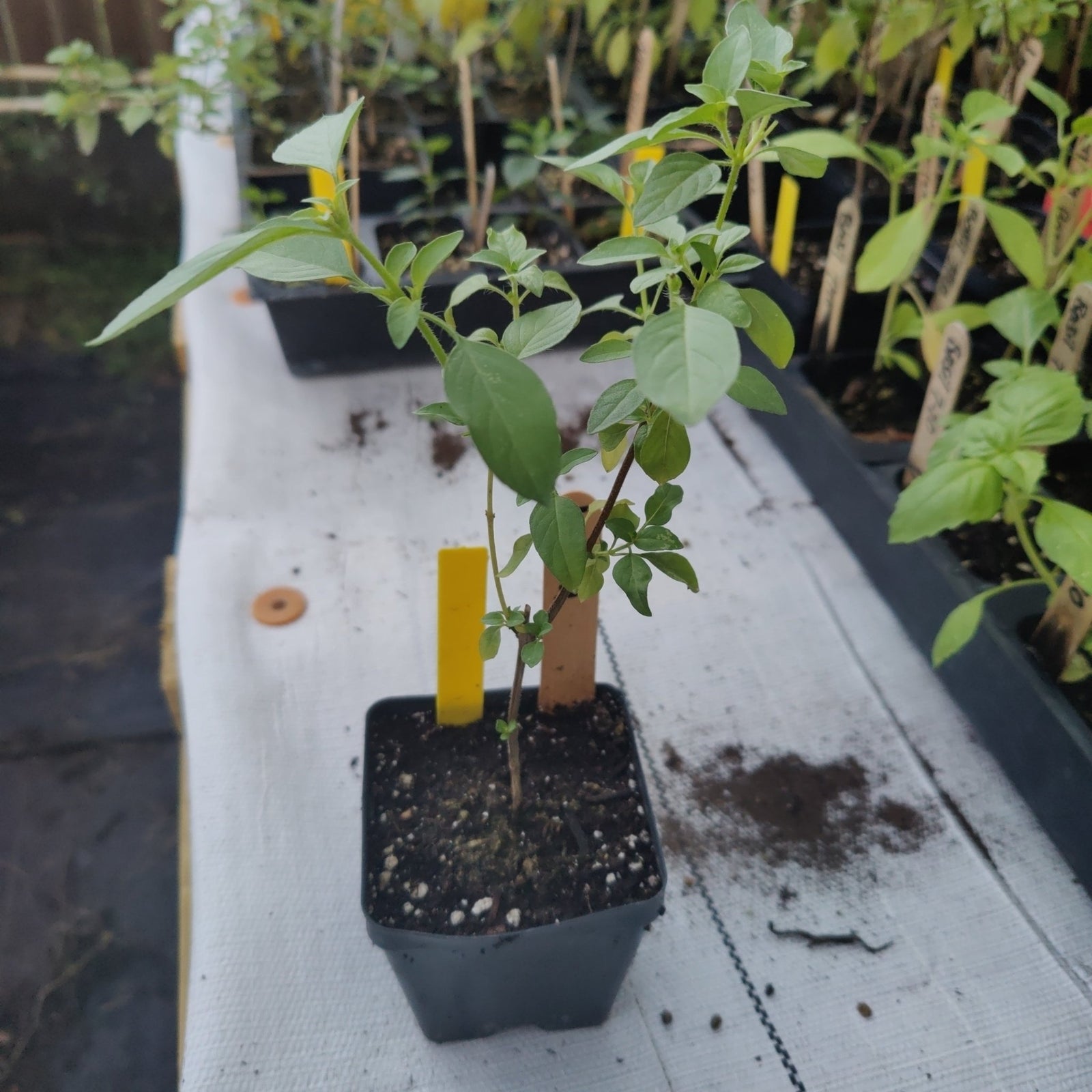 Basil - Lemon - Whitwam Organics