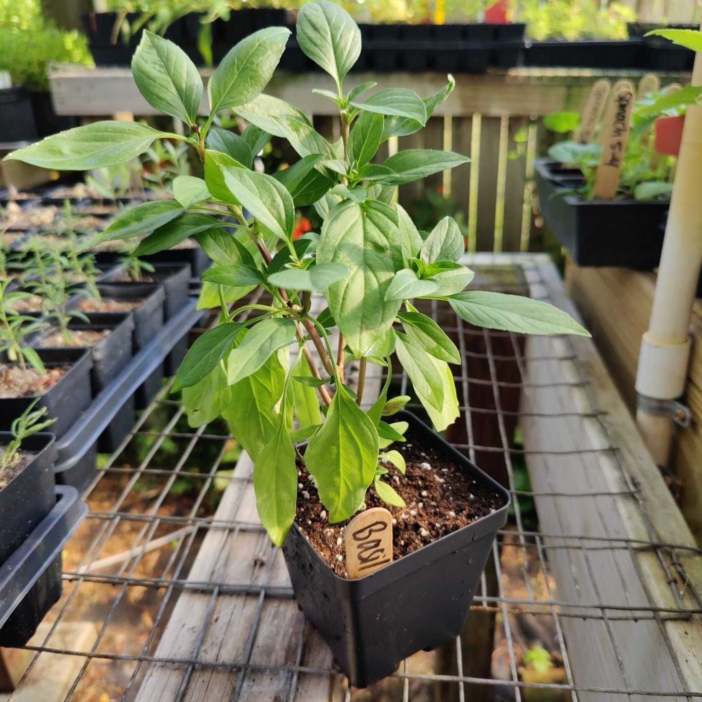 Basil - Thai Red Stem - Whitwam Organics