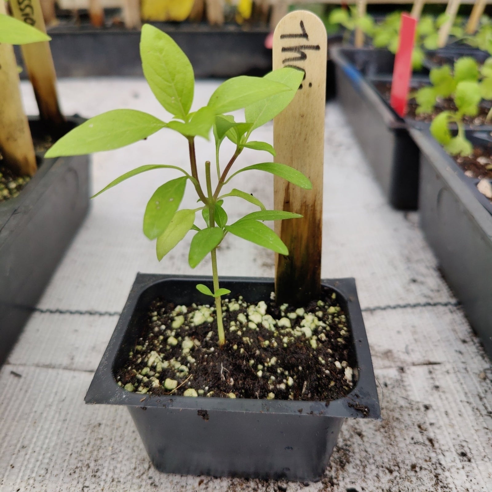 Basil - Thai Red Stem - Whitwam Organics