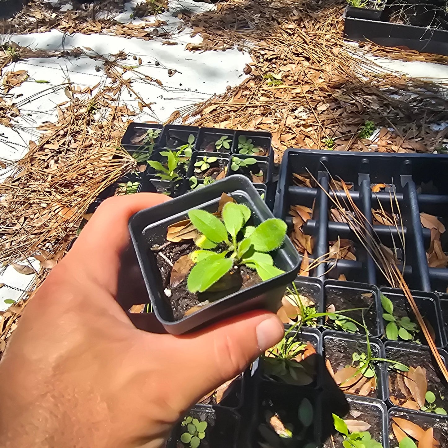 Black Eyed Susan (Florida Native) - Whitwam Organics