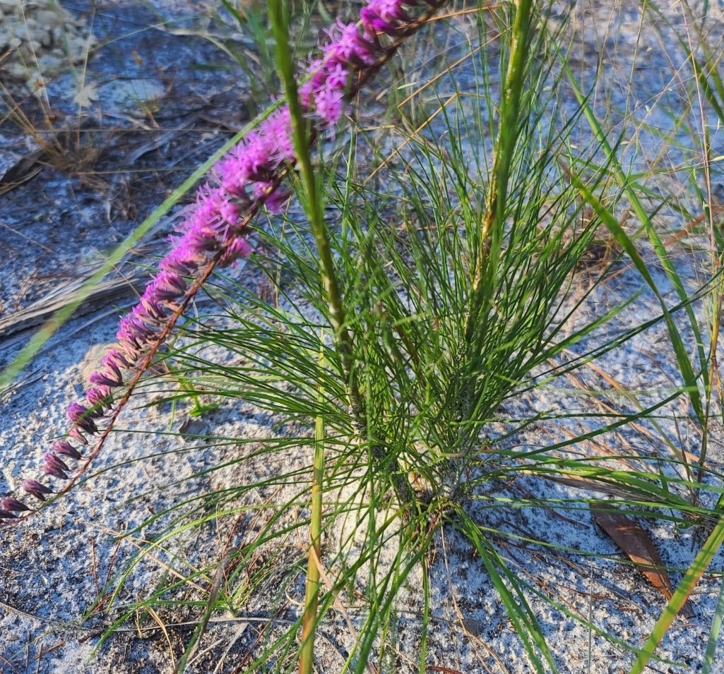 Blazing star - Shortleaf (Liatris tenuifolia) (Florida Native) - Whitwam Organics