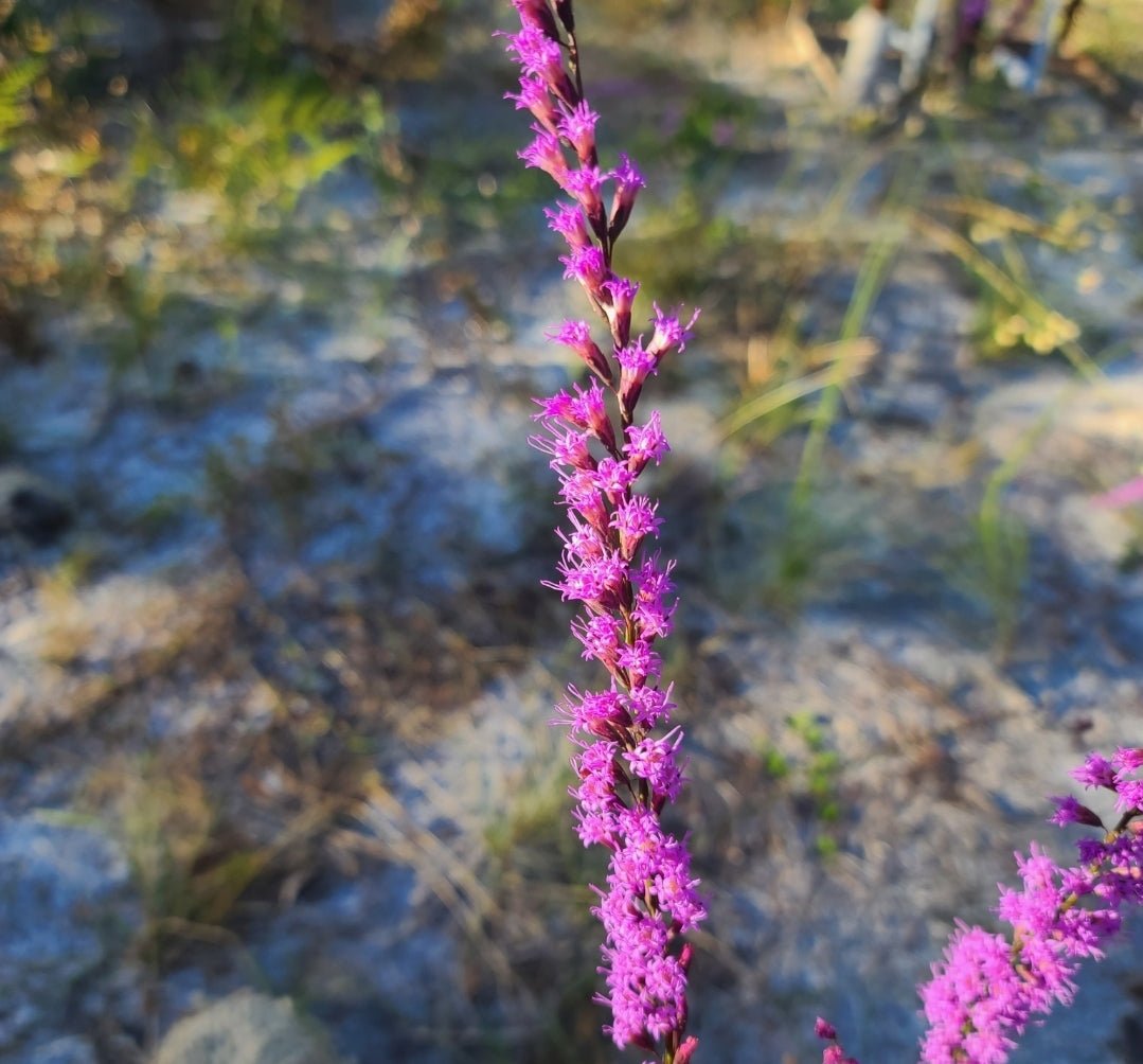 Blazing star - Shortleaf (Liatris tenuifolia) (Florida Native) - Whitwam Organics