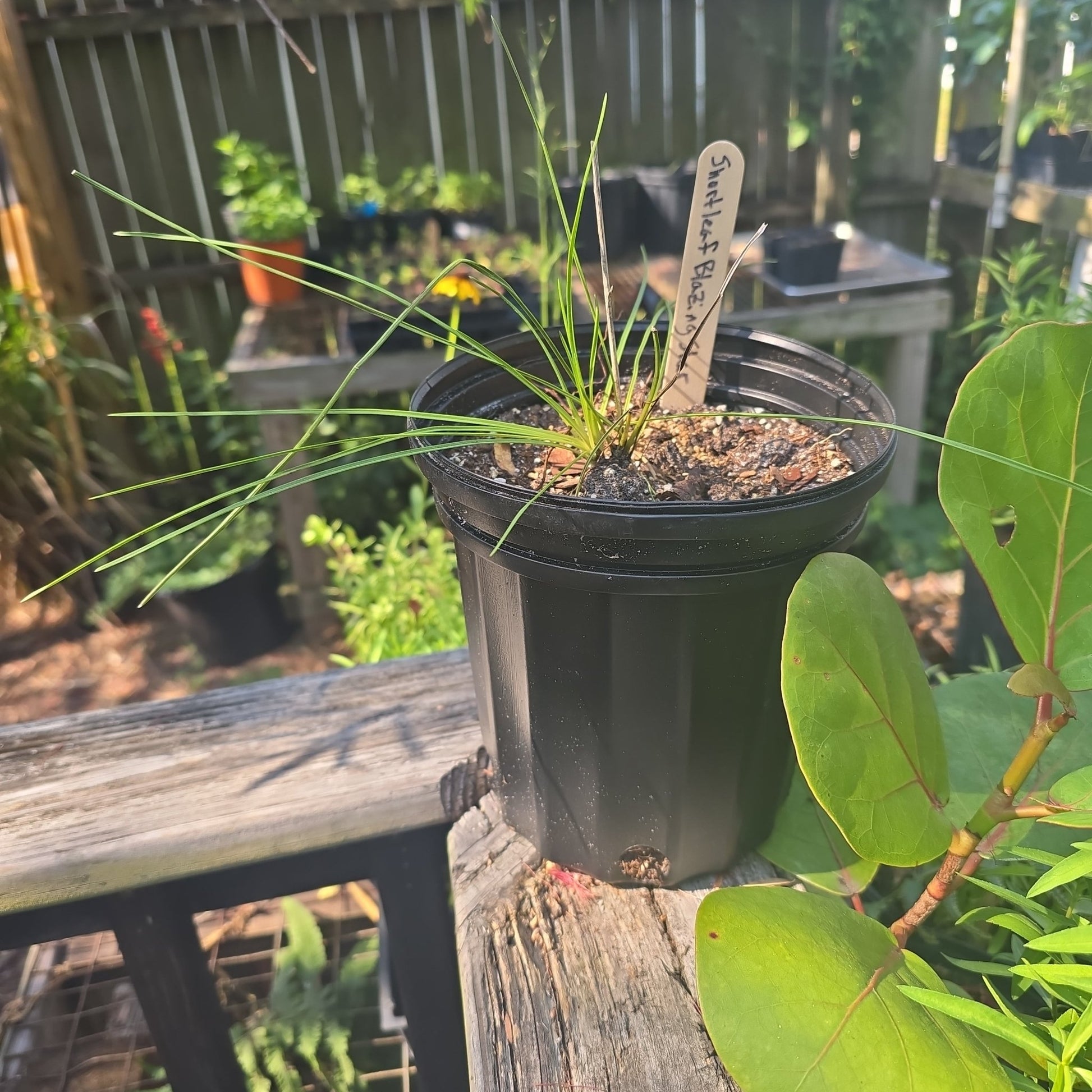 Blazing star - Shortleaf (Liatris tenuifolia) (Florida Native) - Whitwam Organics