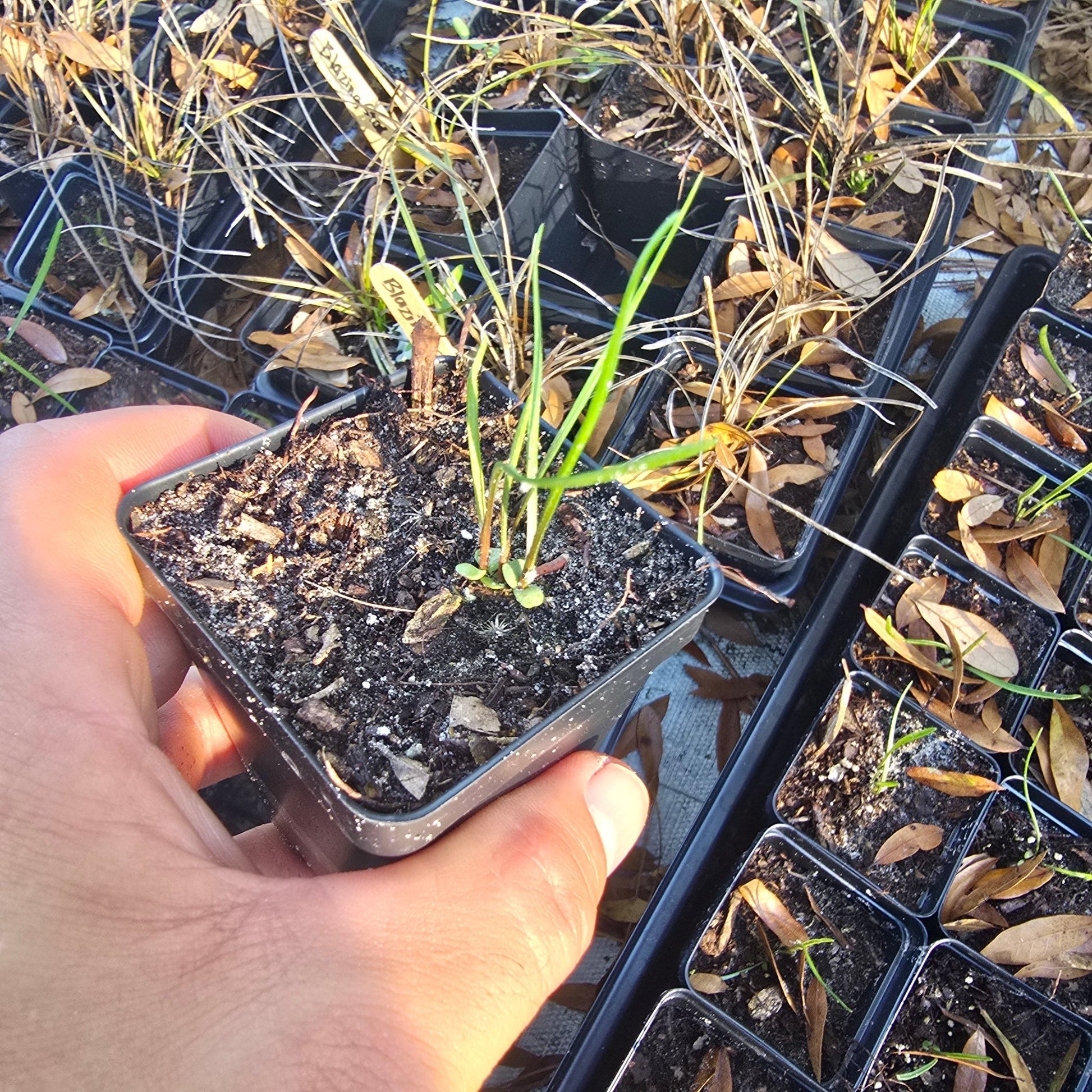Blazing star - Shortleaf (Liatris tenuifolia) (Florida Native) - Whitwam Organics