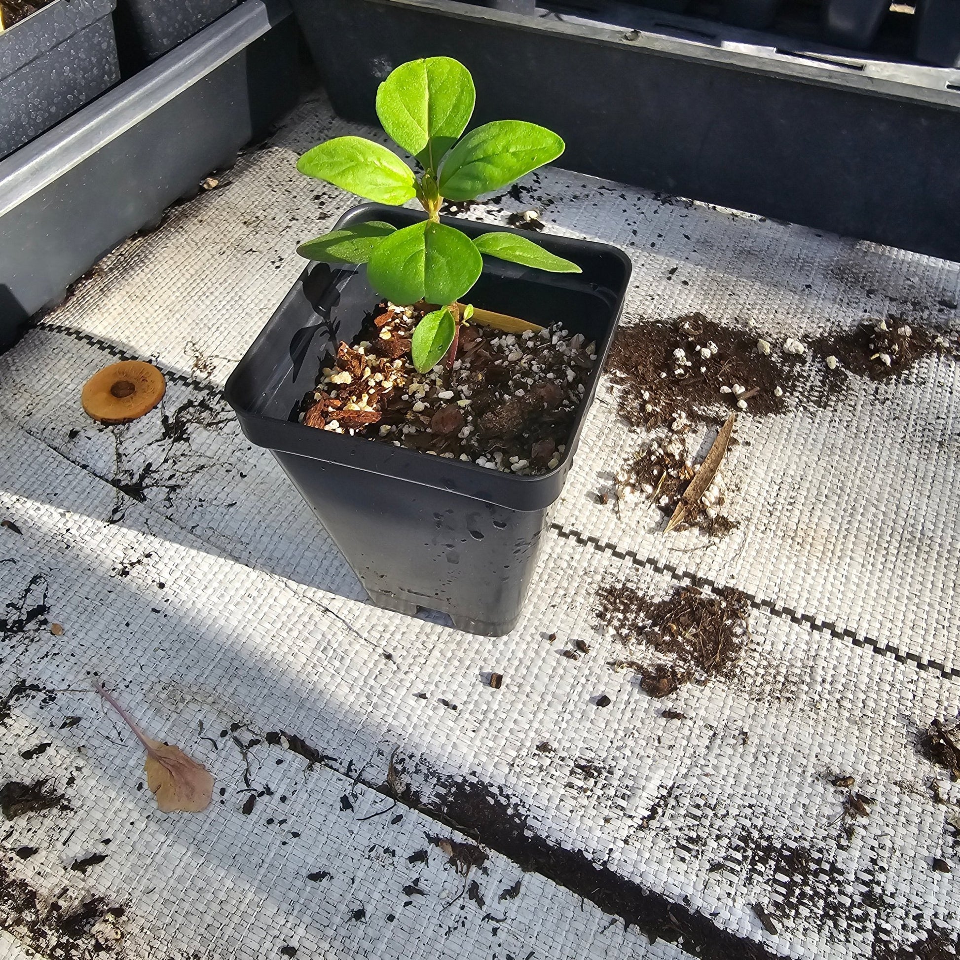 Blue Curl (Trichostema dichotomum) (Florida Native) - Whitwam Organics