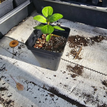 Blue Curl (Trichostema dichotomum) (Florida Native) - Whitwam Organics