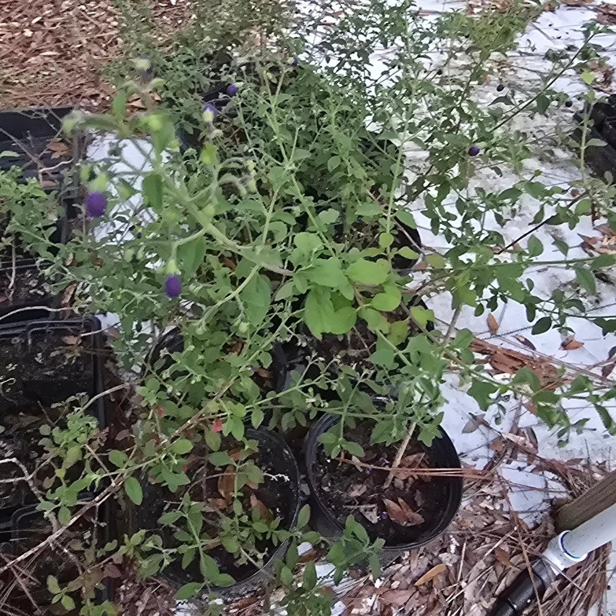Blue Curl (Trichostema dichotomum) (Florida Native) - Whitwam Organics