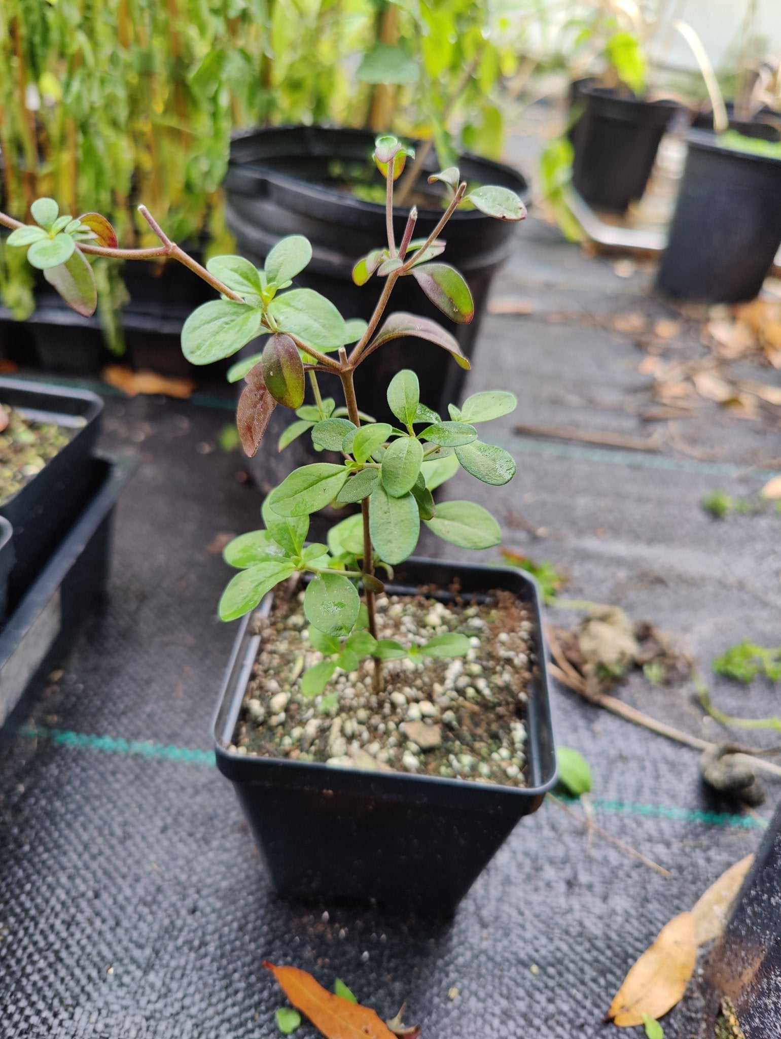 Blue Curl (Trichostema dichotomum) (Florida Native) - Whitwam Organics