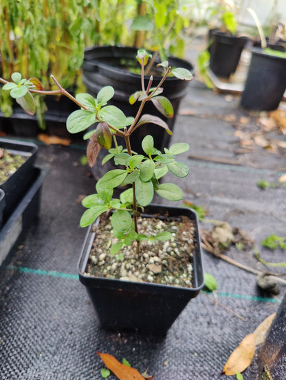 Blue Curl (Trichostema dichotomum) (Florida Native) - Whitwam Organics