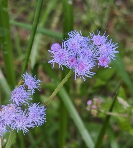 Blue Mistflower (Conoclinium coelestinum) (Florida Native) - Whitwam Organics