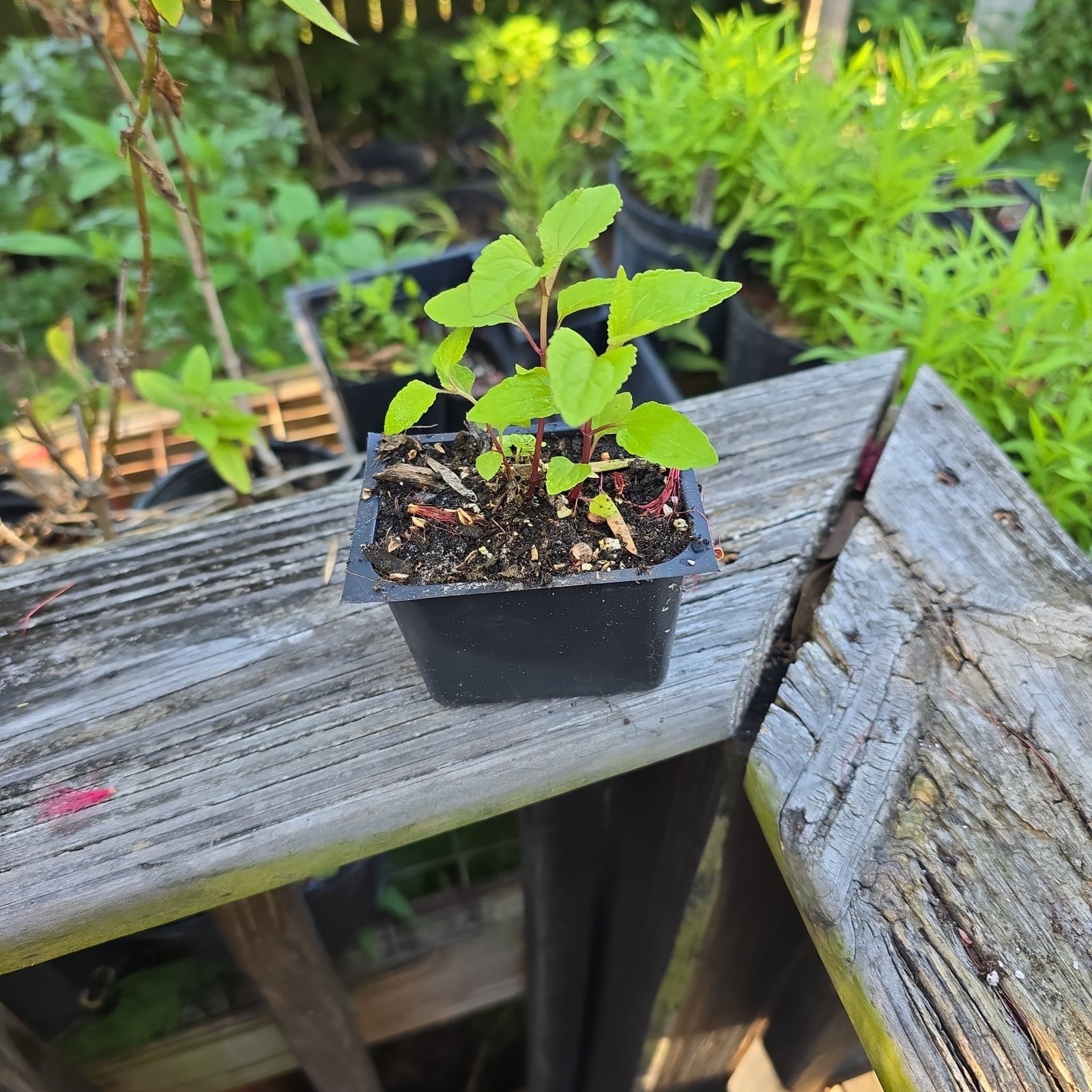 Blue Mistflower (Conoclinium coelestinum) (Florida Native) - Whitwam Organics