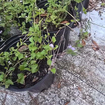 Blue Mistflower (Conoclinium coelestinum) (Florida Native) - Whitwam Organics