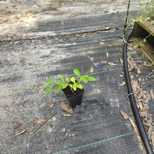 Blue Porterweed (Stachytarpheta jamaicensis) (Florida Native) - Whitwam Organics