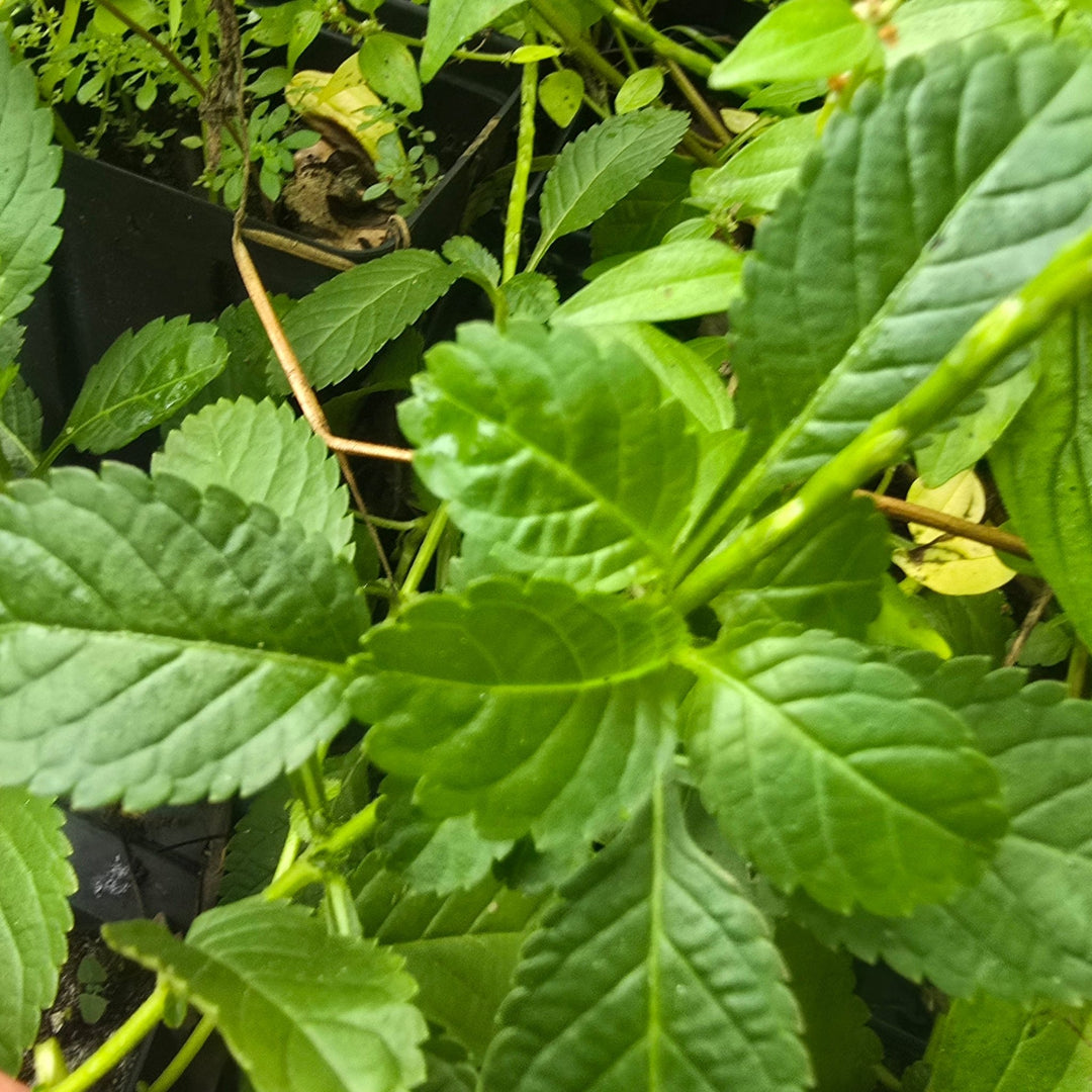 Blue Porterweed (Stachytarpheta jamaicensis) (Florida Native) - Whitwam Organics