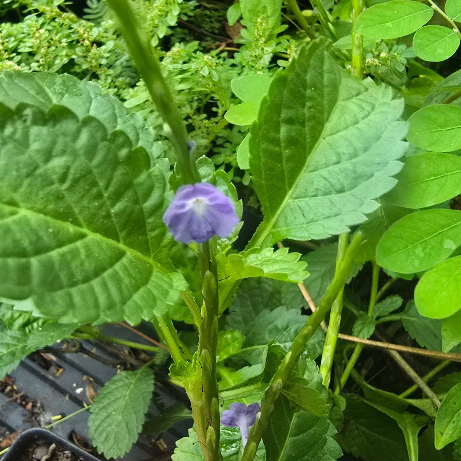 Blue Porterweed (Stachytarpheta jamaicensis) (Florida Native) - Whitwam Organics
