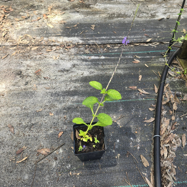 Blue Porterweed (Stachytarpheta jamaicensis) (Florida Native) - Whitwam Organics