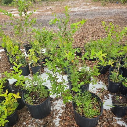 Blueberry - Black Highbush Blueberry (Vaccinium fuscatum)(Florida Native) - Whitwam Organics