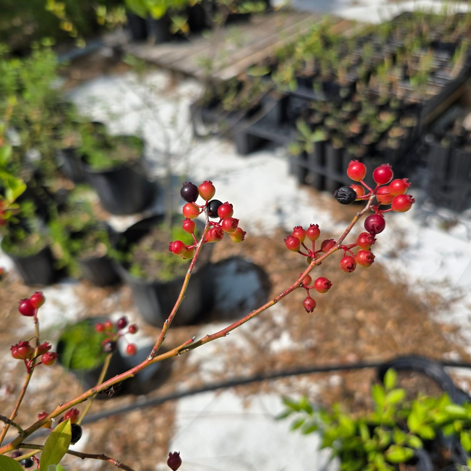 Blueberry - Black Highbush Blueberry (Vaccinium fuscatum)(Florida Native) - Whitwam Organics