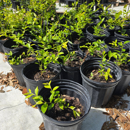 Blueberry - Black Highbush Blueberry (Vaccinium fuscatum)(Florida Native) - Whitwam Organics