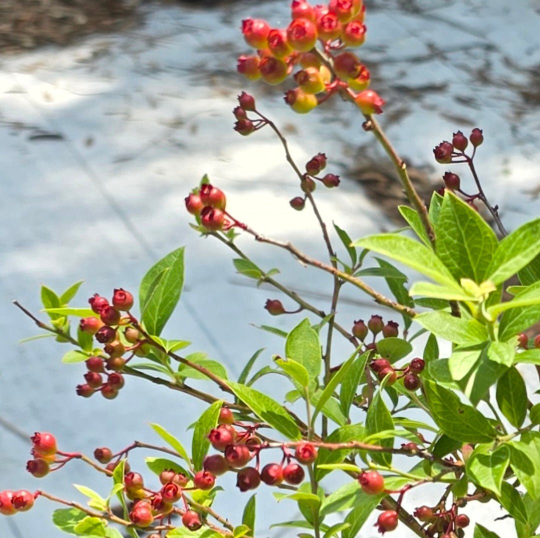 Blueberry - Black Highbush Blueberry (Vaccinium fuscatum)(Florida Native) - Whitwam Organics
