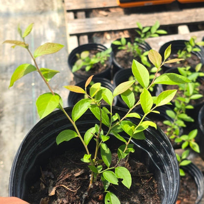 Blueberry - Black Highbush Blueberry (Vaccinium fuscatum)(Florida Native) - Whitwam Organics