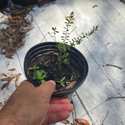 Blueberry - Shiny Blueberry (Vaccinium myrsinites)(Florida Native) - Whitwam Organics