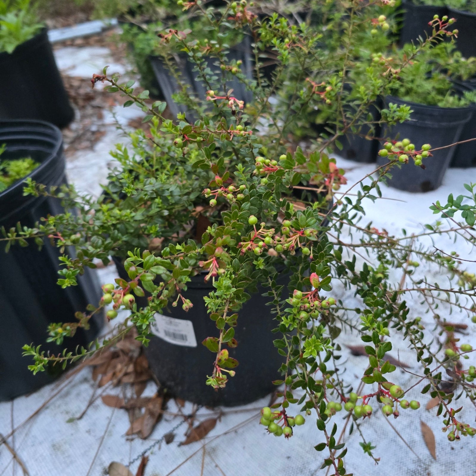 Blueberry - Shiny Blueberry (Vaccinium myrsinites)(Florida Native) - Whitwam Organics