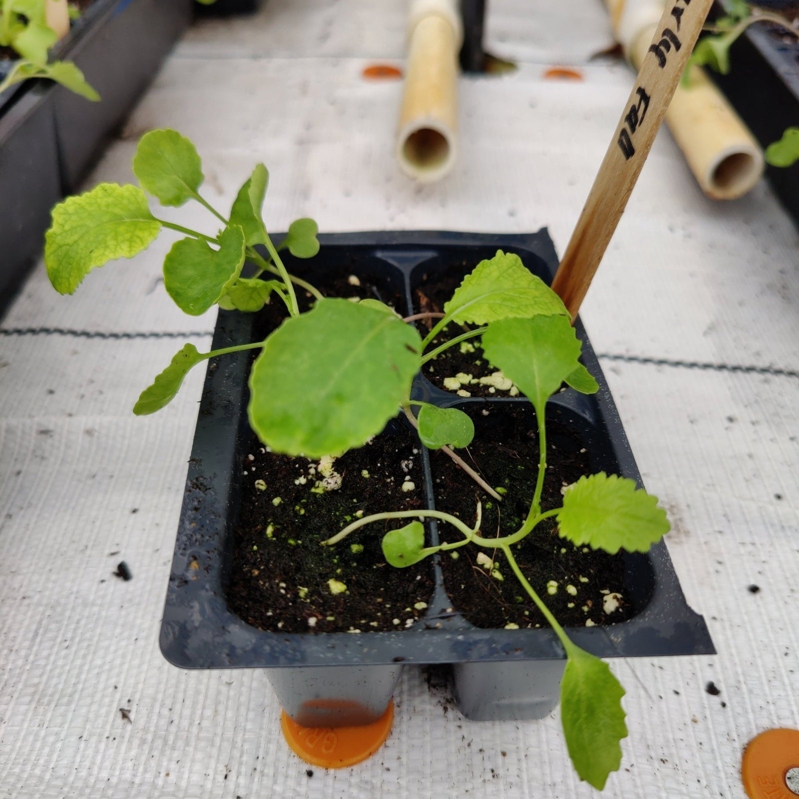Broccoli Raab - Early Fall Rapini - Whitwam Organics